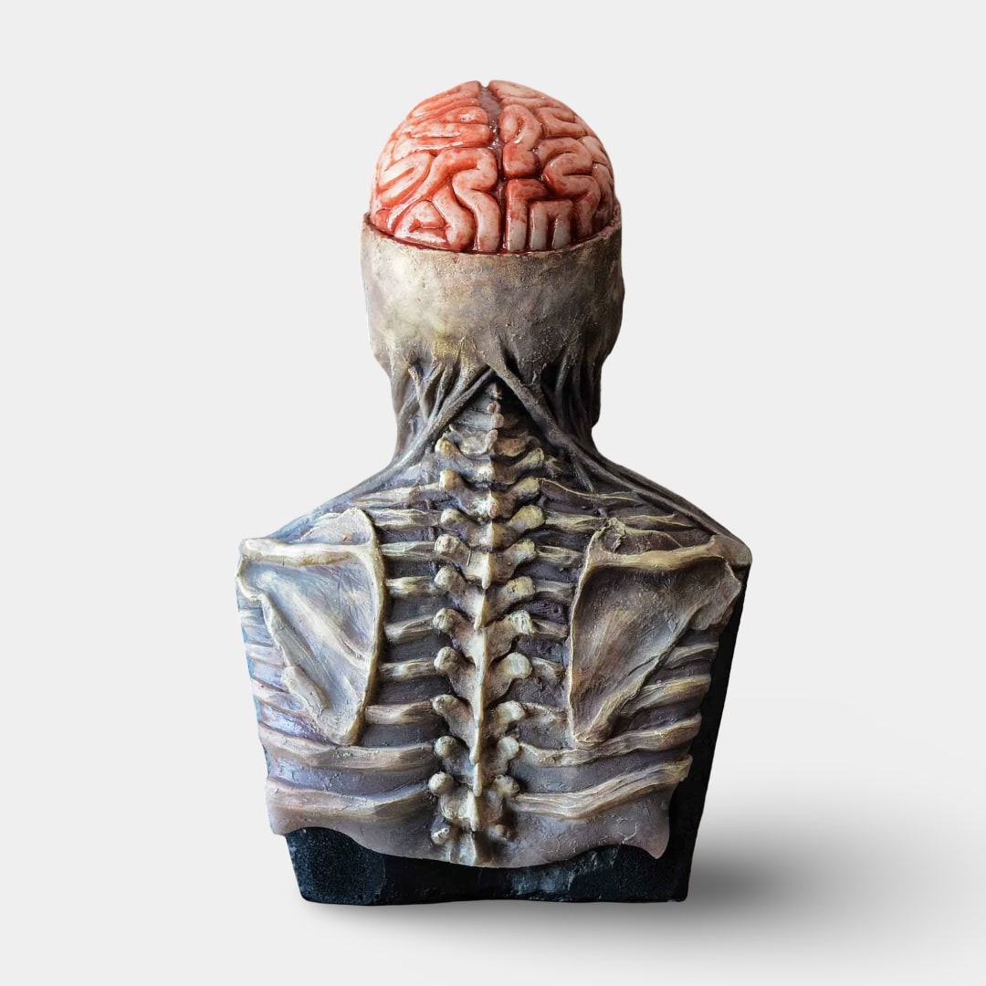 Halloween Skeleton Decorations Bust with Exposed Brain and Hollow Eye Sockets
