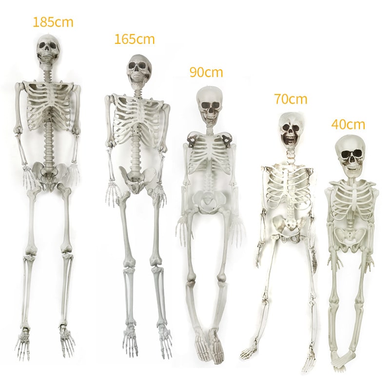 Posable Skeleton Halloween Decorations with Moulded Plastic Bones and Movable Jaw